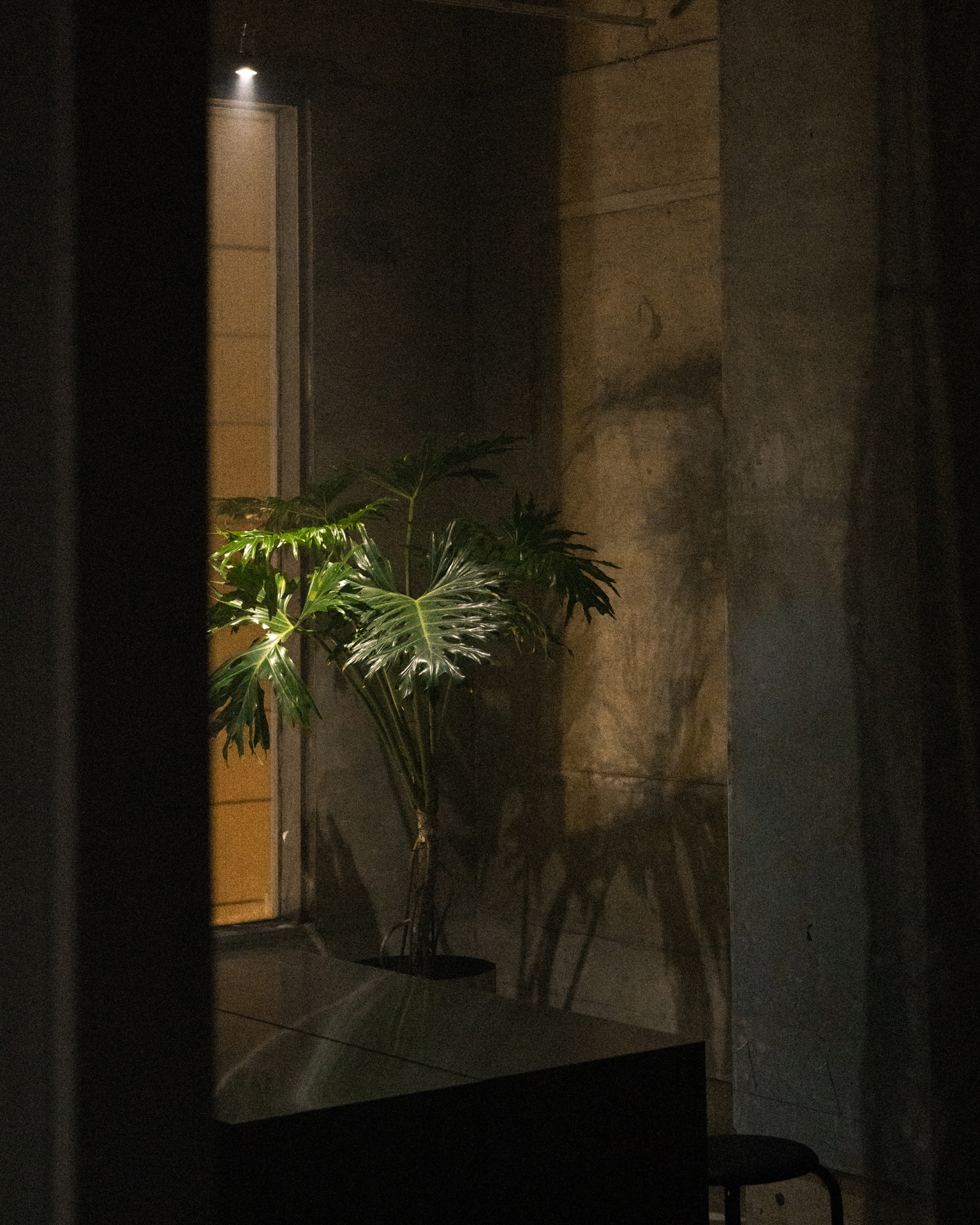 A philodendron catching low light against the bare concrete wall of the bar.